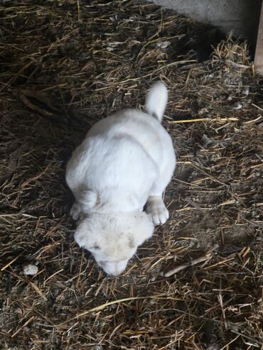 İtlər: Salam hamıya! çox sağlam və gözəl küçüklər satılır! 2 aylıg, erkək və — 4