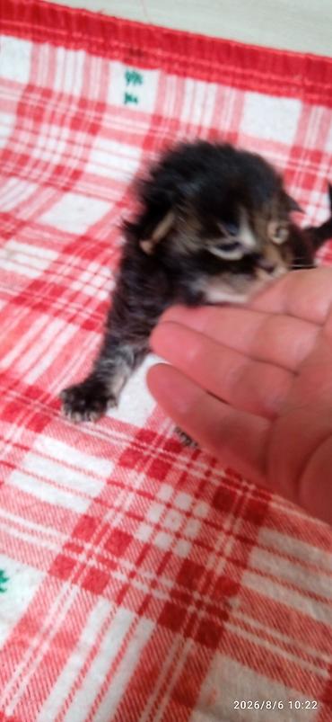 Кошки: Мейн-Куны 🥰🥰🥰 Предлагаются к брони котята Рысята ❤️ — 8