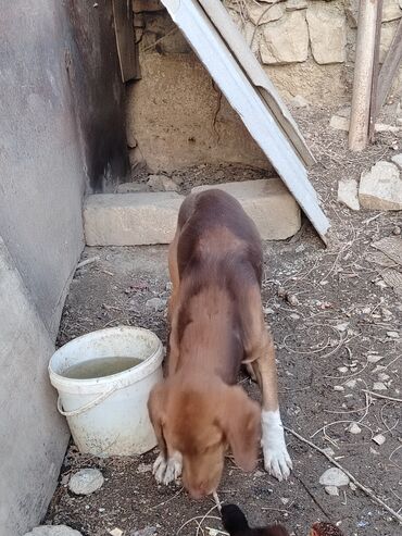 İtlər: Ruski konçil ov tulası — 2