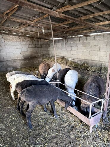 продажа баранов в бишкеке: Продаю | Овца (самка) | На забой, Для разведения | Кастрированные, Матка, Ярка