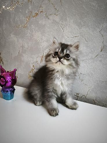 heyvan yemi: Şotland, Erkək, Ünvandan götürmə, Ödənişli çatdırılma — 2