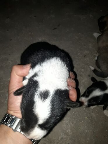 отдам в хорошие руки маленькую собачку: Звонок, 7 лет, Самка, С родословной, Самовывоз