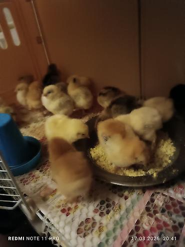 Cücələr: Toyuq cücələri, Ətlik, Ünvandan götürmə — 3