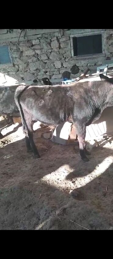 bmw 1 серия 118i at: Məhsul: Qara rəngli dana Təsvir:Salam iyirmi baş danadi razilaşma