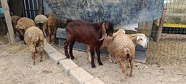 tovuz qusu səkilləri: Hələb keçi 🐐 7 aylıq — 1
