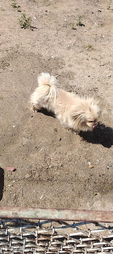 pulsuz it type 1: Pekines, 1 il, Erkək, Peyvəndli, Ünvandan götürmə, Ödənişli çatdırılma — 2