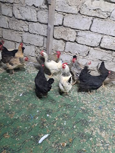 Toyuqlar: Toyuq, Damazlıq — 18