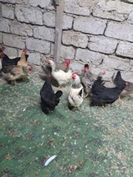 Toyuqlar: Tam saglam yumurtayan toyuglar Bakının Digah kendi — 16