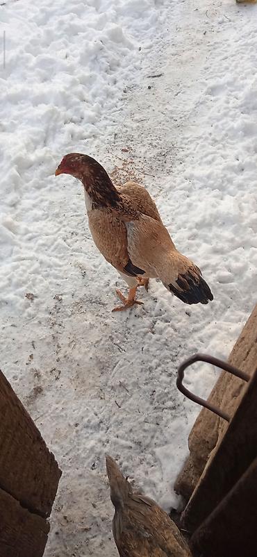 Птицы: Продаю Инкубационное яйцо Чисто кровных даканов разных пород: Китаец — 7