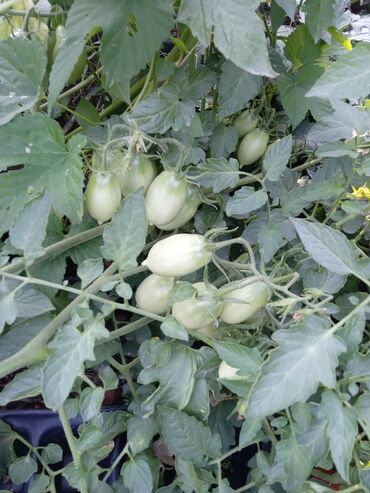 Другие услуги: Ищу бизнес партнера, инвестора, для выращивания овощей (открытый — 12