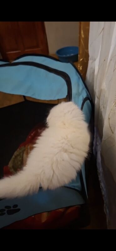 Pişiklər: Şinşilla, Dişi — 6