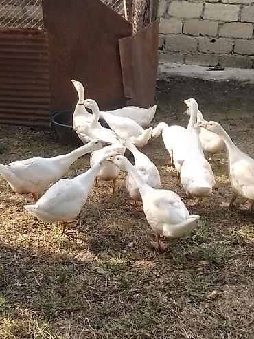Linda Kuban qazlar. Sayı 14 ədəddir. Real alıcılar narahat etsin lalafo.az -da Linda Kuban qazlar. Sayı 14 ədəddir. Real alıcılar narahat etsin