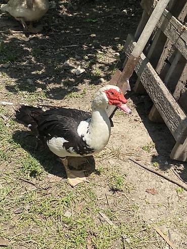 ordəyi: Dişi-20 təxmini 5,6 ədəd Erkəy40-45 2ədəd Muscovy ördəkləri — 3