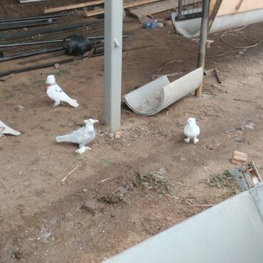 Птицы: Продаю голубей — 6