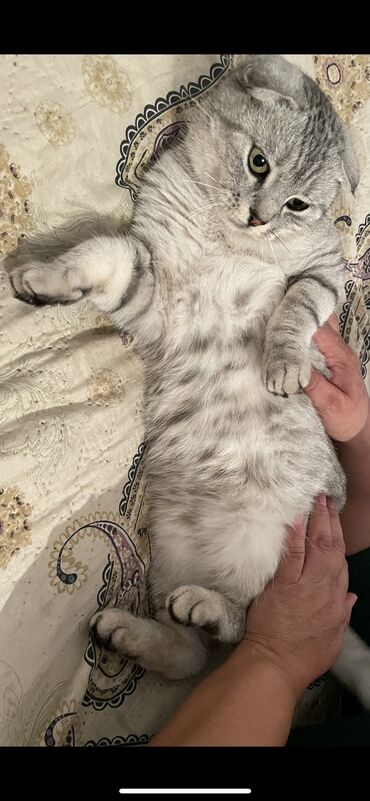 сибирская трехцветная кошка: Кошка даром: Скотиш Фолд (Шотландская вислоухая), 2 года, Девочка, Приучена к лотку
