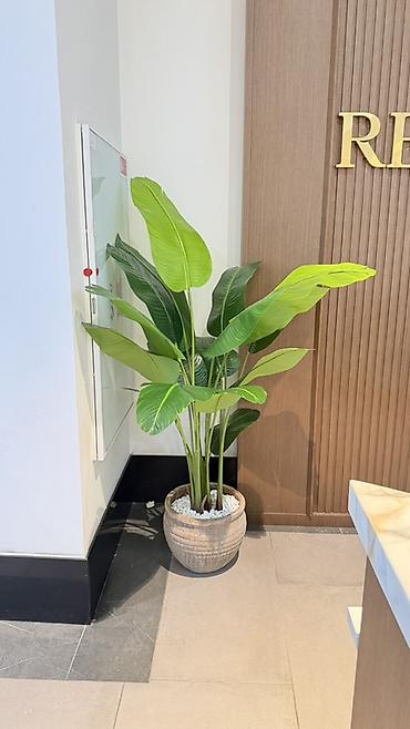 balba gulu: Green_Layn təqdim edir 🌴 Təbii görünüşü, möhtəşəm duruşu və zərif — 9