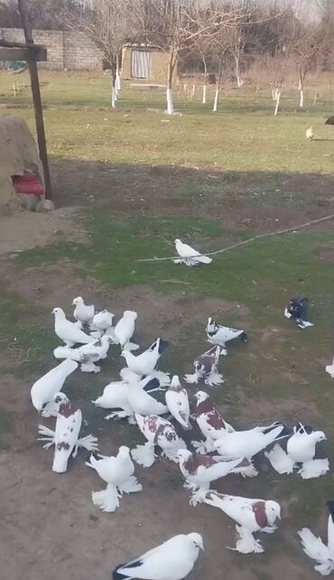 İtlər: Qiymete gore narhat ermeyn
