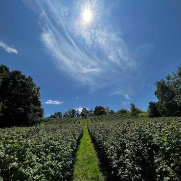 Semena i sadnice: Na prodaju sadnice maline stari Vilamet. Dugogodišnje porodično — 6