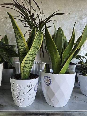 Антуриумы: Антуриум Андре (Anthurium andreanum) - Эффектный комнатный ароид с — 20