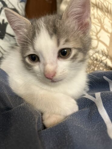 Pişiklər: Dişi, Yaxşı əllərə -da lalafo.az — 4 Pişiklər: Dişi, Yaxşı əllərə — 4