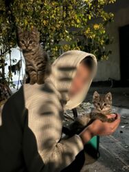 дом животные: Полосатые котята - Окрас: серо-коричневый чёткими полосами, белые