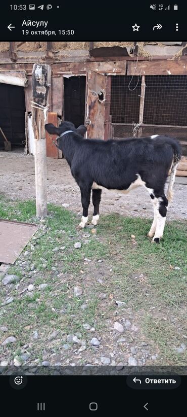 продажа щенков немецкой овчарки с документами в бишкеке: Сатам | Кунаажын | Голштин, Швиц | Көбөйтүү үчүн | Жасалма уруктандырылган