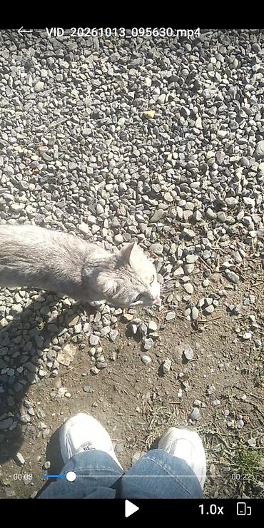 черепаховая кошка цена: 8 месяцев, Девочка, Серебристая шиншилла, Приучена к лотку, Проглистована — 3