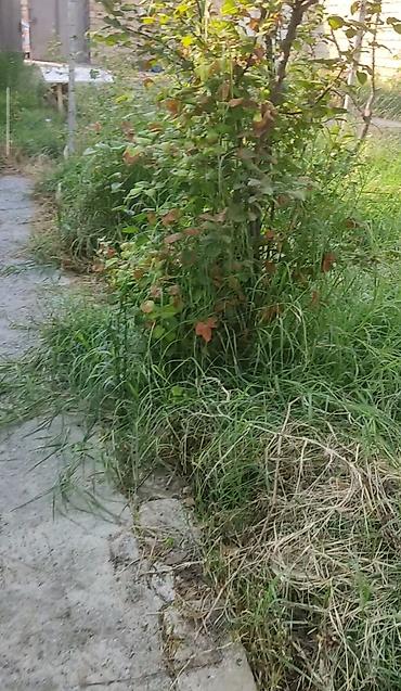 balaxanida evler: Tikinti, Kupça (Çıxarış) — 6