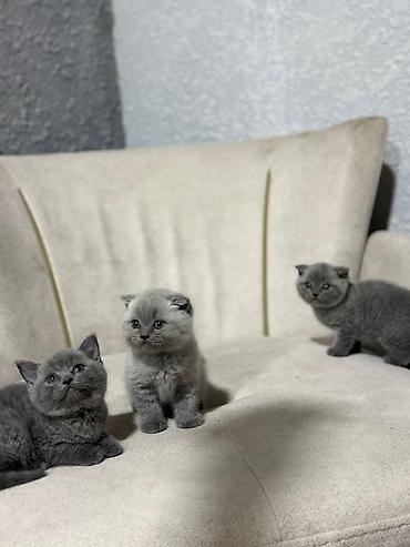 Pişiklər: Şotland, Dişi, Erkək, Yaxşı əllərə, Rayonlara çatdırılma, Ünvandan götürmə, Pulsuz çatdırılma — 6