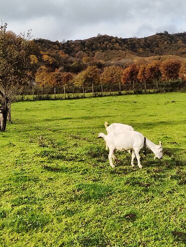 Keçi, çəpiş: Sanen keçiləri satılır. Çəkilisdə heç bir effekt istifadə edilməyib — 15