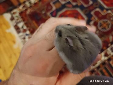 brama cucə: Cırtdan xomyak (cücə hamster) – boz-gümüşü rəng, qara parlaq gözlər — 2