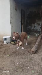 питбуль: Питбуль, 1 год, Самец, С прививками