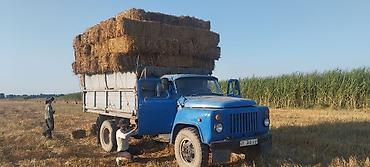 сокол купить: Продаю | Овца (самка) — 1