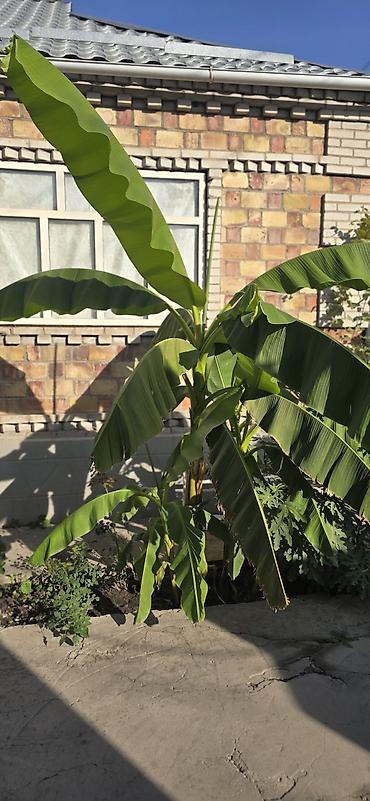 Банановое растение (Musaceae), декоративный уличный экзот. - Крупные