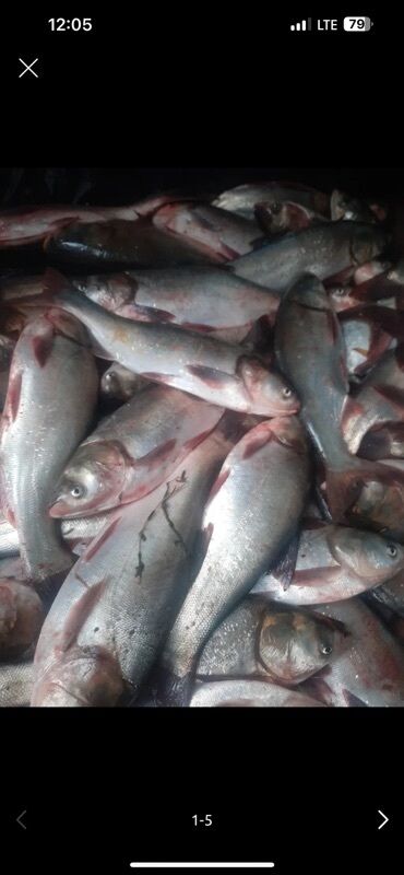 кока кола бишкек цена: Жаңы кармалган