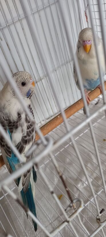 Tutuquşları: Cox gozel texas cinsi tutuquslar satilir bunlar ele bele valnist deyil — 4