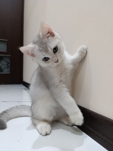 Pişiklər: Şotland uzun tüklü, Ödənişli çatdırılma — 18