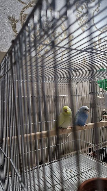 Tutuquşu cütü (büdcəri/paraket) – qəfəs və aksesuarlarla - Növ lalafo.az -da Tutuquşu cütü (büdcəri/paraket) – qəfəs və aksesuarlarla - Növ