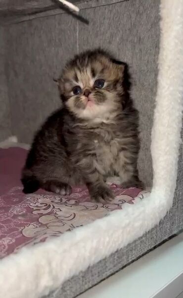 Pişiklər: Qold şotland dişi balalar əzizləriniz üçün ən gözəl seçimdir😊🤌buyurun -da lalafo.az — 4 Pişiklər: Qold şotland dişi balalar əzizləriniz üçün ən gözəl seçimdir😊🤌buyurun — 4