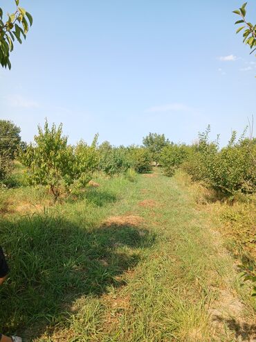 məhəmmədidə ucuz torpaq axtarıram: 80 sot, Kənd təsərrüfatı, Mülkiyyətçi, Kupça (Çıxarış)