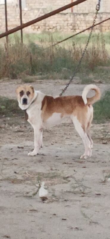 it sortlari: Qurdbasar, 2 il, Erkek, Peyvəndli, Ödənişli çatdırılma