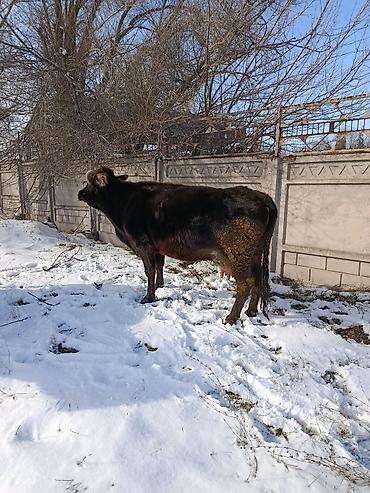 Коровы, быки: Продаю | Корова (самка) | Для молока — 28