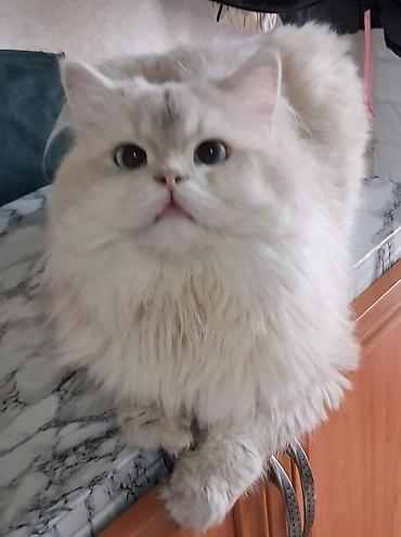 qızılı şinşilla: Qızıl şinşilla, Erkək, Cütləşmə üçün — 3