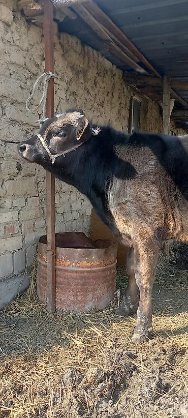 Коровы, быки: Продаю | Бык (самец) | Швицкая | На откорм — 3