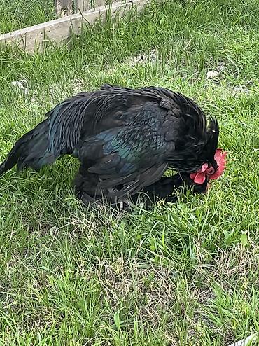Toyuqlar: Toyuq, Australorp, Damazlıq — 14