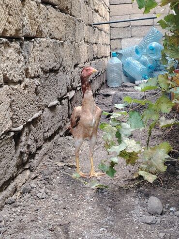 Digər quşlar: Sona qədər oxuyub sonra əlaqə saxlayın. 2 beçədi 2 fərə hərəsinin — 12