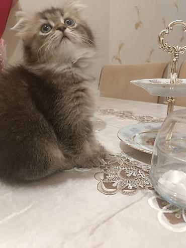 Pişiklər: Britan — 4