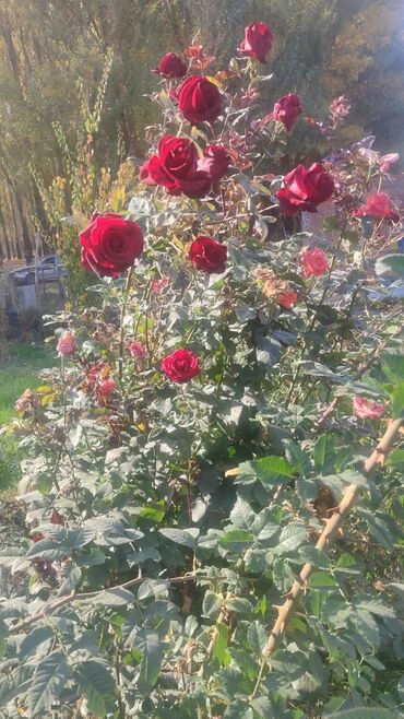 Продажа домов: Барачный, 115 м², 5 комнат, Собственник, Евроремонт — 8