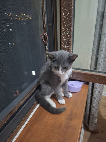 котята в добрые руки: Самец, Самка