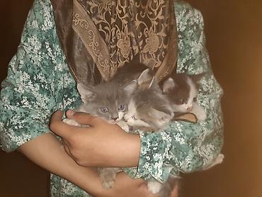 сухой корм для кошек: Котята, помёт из 4 малышей. - Окрас: серо-белые (несколько оттенков) — 4